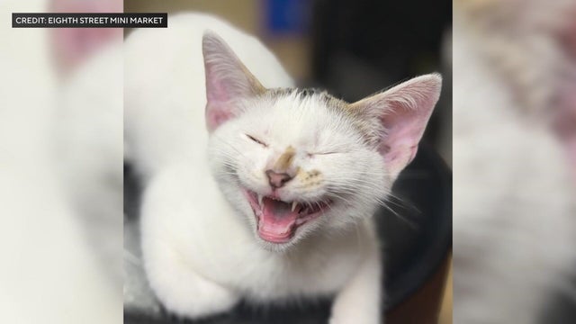 tease-2a-bodega-cat-ret-wcbsj252-hi-res-still.jpg 