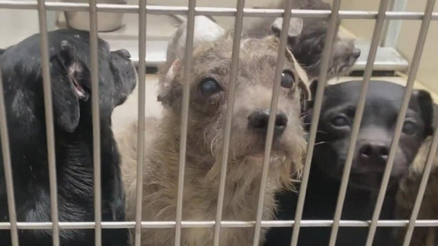 dogs-in-shelter.jpg 