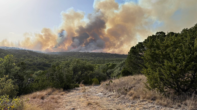txforestservice.png 