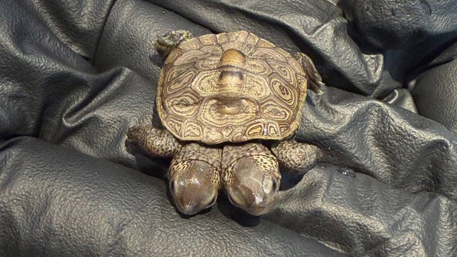 two-headed-turtle-cape.jpg 