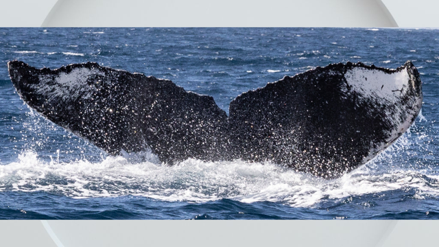 whale-sac-river.png 