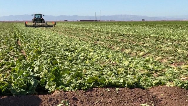crops.jpg 