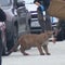 Mountain lion runs wild on streets of San Francisco