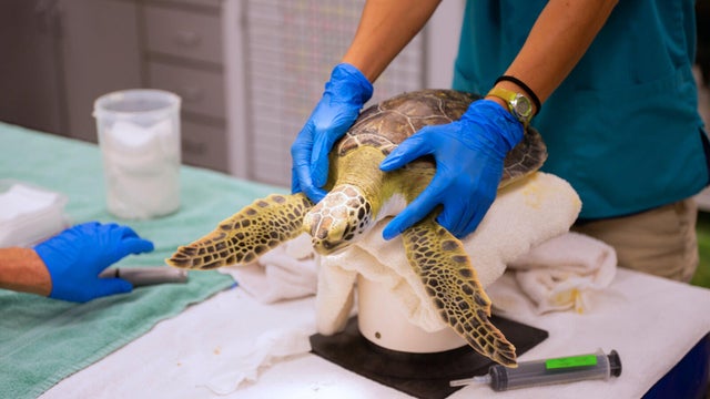 sea-turtles-uga.jpg 