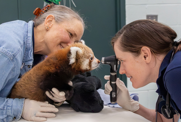 baby-red-panda-boy-cub-born-at-beardsley-zoo-photo-cred-scott-vincent2.png