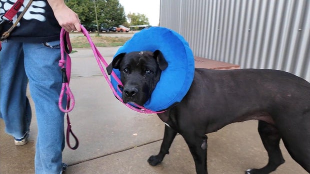 dog1.jpg