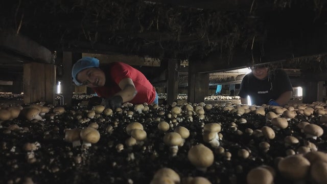 mushrooms-chester-county.jpg 
