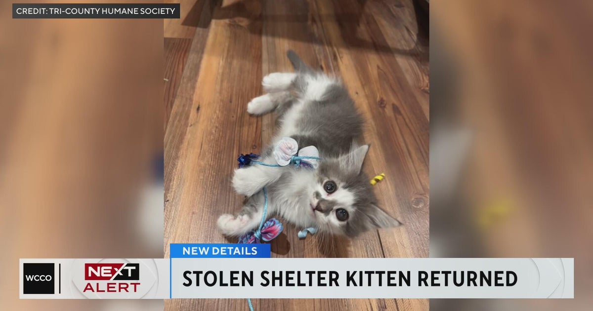 Kitten stolen from Minnesota animal shelter returned safely