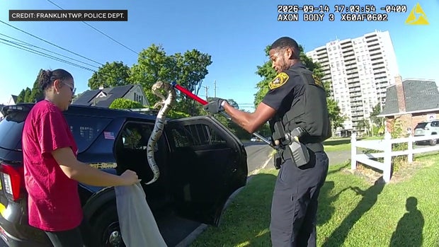 Police putting snake in bag