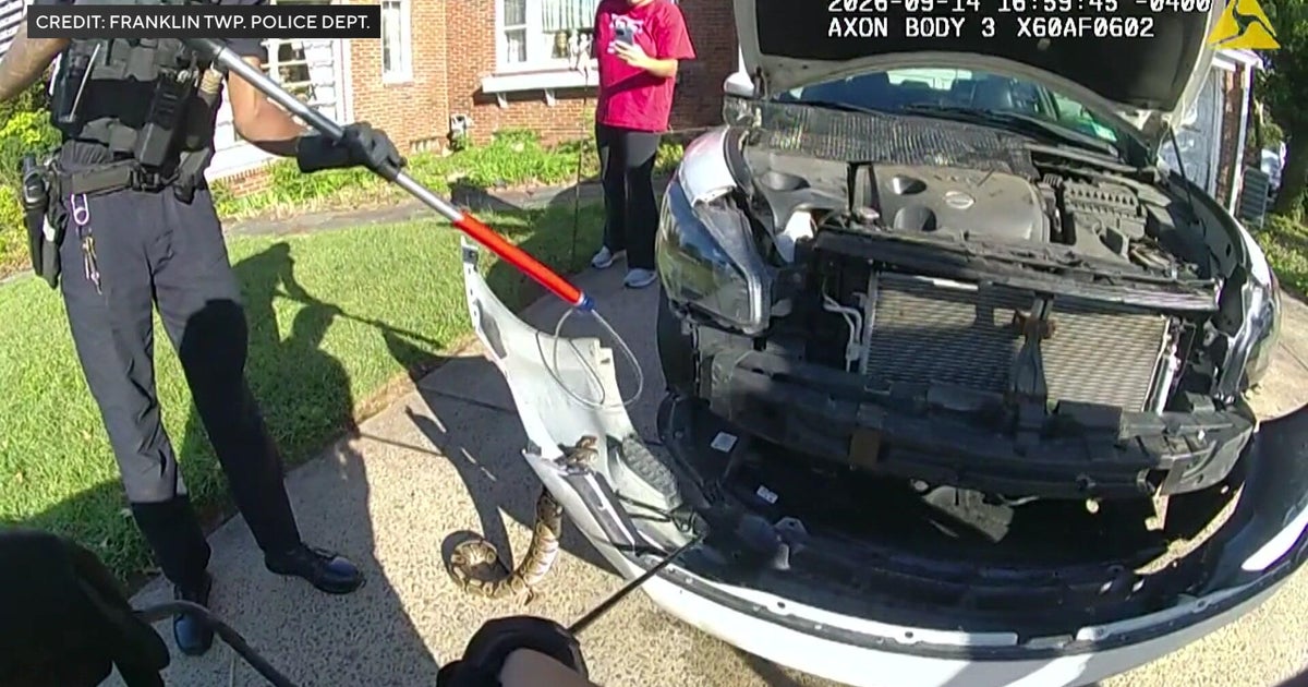 Video shows police removing python from grill of car in Franklin Township, N.J.