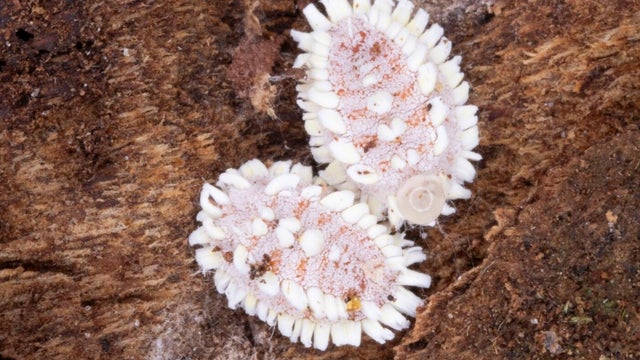 detfo-fo-release-aspidoproctus-2.jpg 