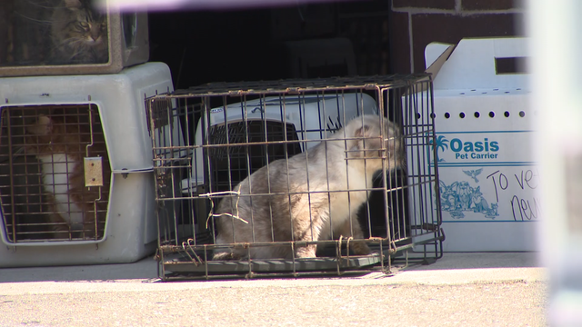 0-09-xx-rina-pkg-animal-hoarding-raid-mp4.png 