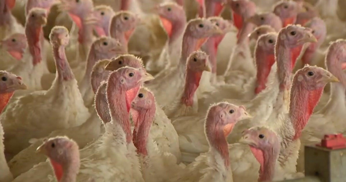 Bird flu hits more than 200,000 birds in at least 5 Minnesota counties this month