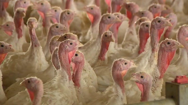 6p-pkg-bird-flu-concerns-wccobbgw.jpg 