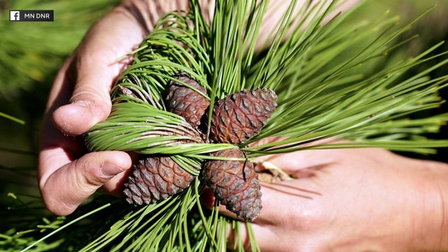 5p-pkg-dnr-red-pinecone-seed-bounty-wccobbhq.jpg 