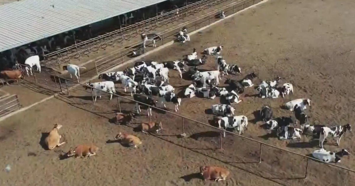 New California rules target dairy manure pollution, groundwater contamination