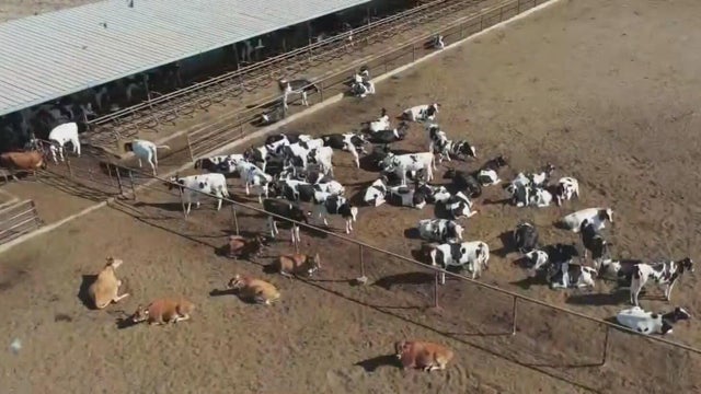 cows-on-a-farm.jpg 