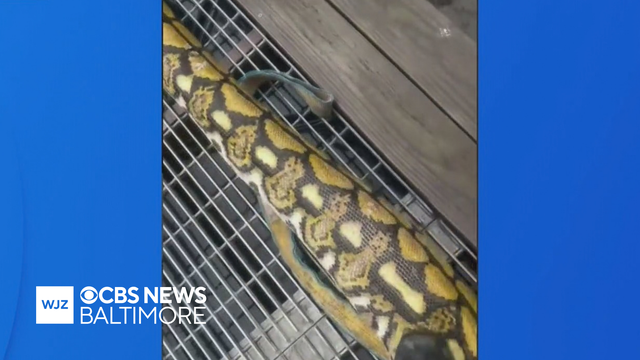 wjz-thumbnail-1.png 
