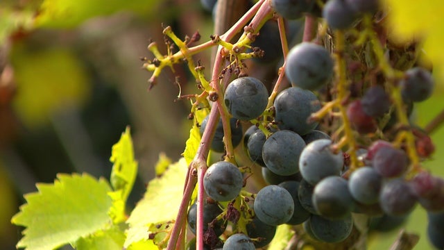 6p-pkg-drought-wine-wccobcbb-00-01-3520-1.jpg 