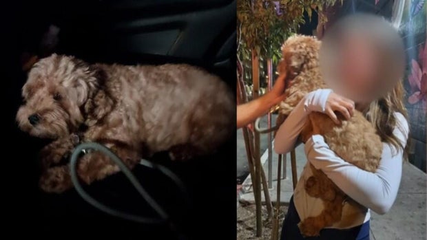 San Francisco stolen mini labradoodle