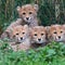 Cheetah cubs survive powerful storms, mother's illness at zoo