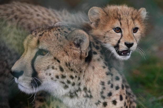 Czech RepublicBaby Cheetahs 