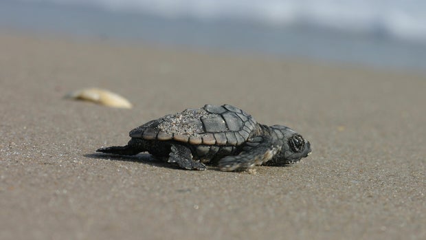 cbsmiami-sea-turtles-1.jpg