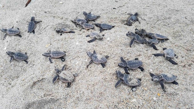 cbsmiami-sea-turtles-2.jpg