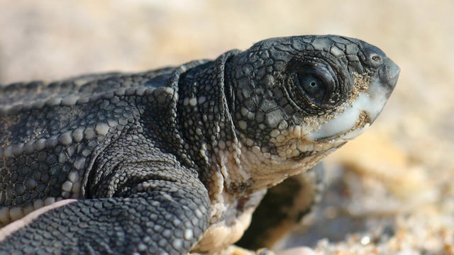 cbsmiami-sea-turtles-3.jpg 