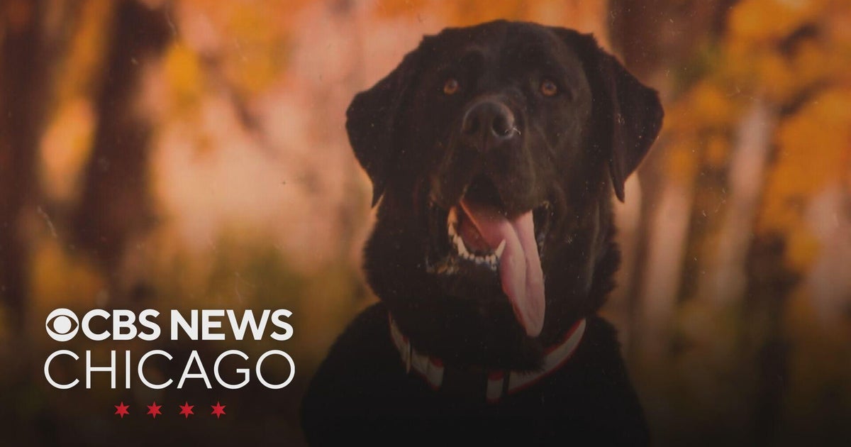 Charges dropped against Wheeling pet resort owner after dog dies in hot van
