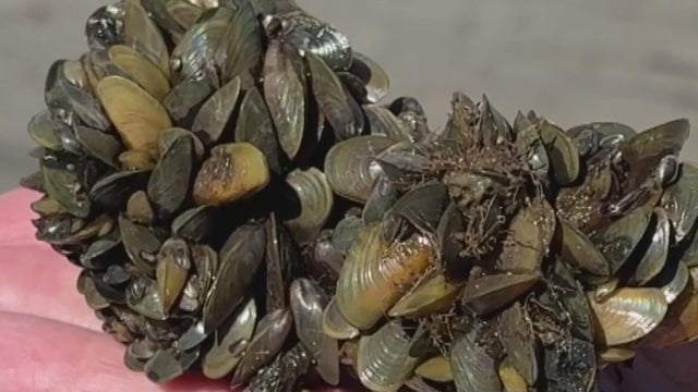 golden-mussels.jpg 