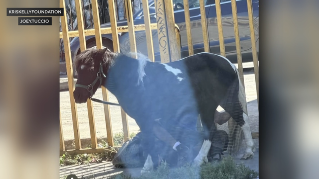 pony-rescued-in-south-la.png 