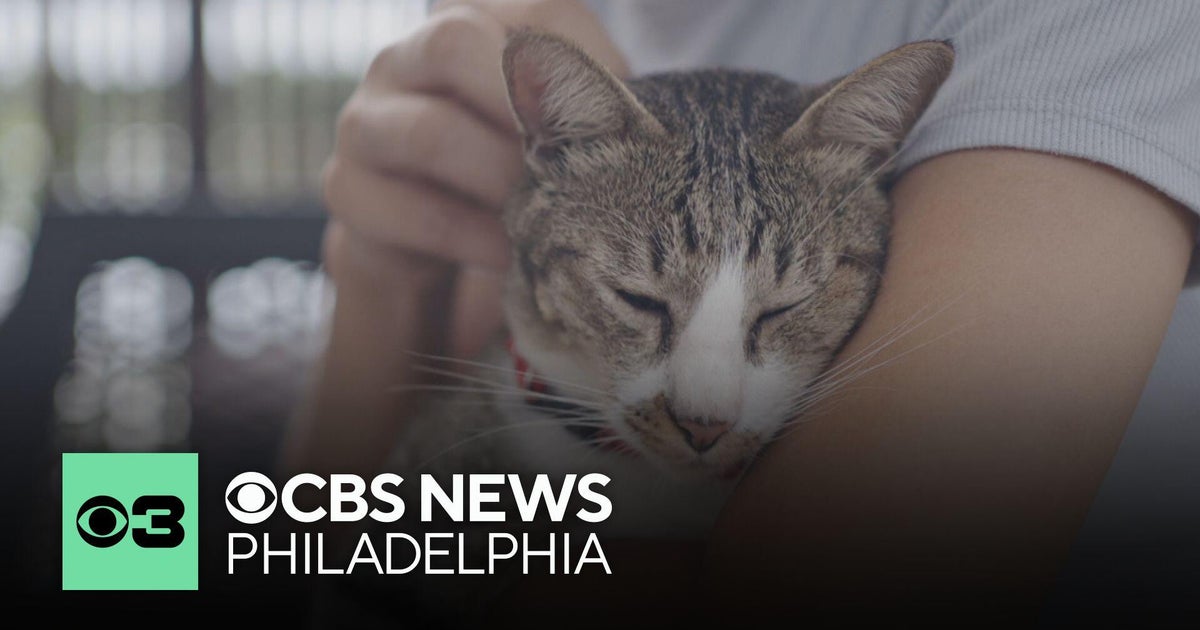 Signs your cat could be sick
