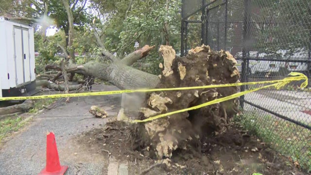 A downed tree on a sidewalk 