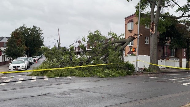 A large branch of a tree broken and on the ground