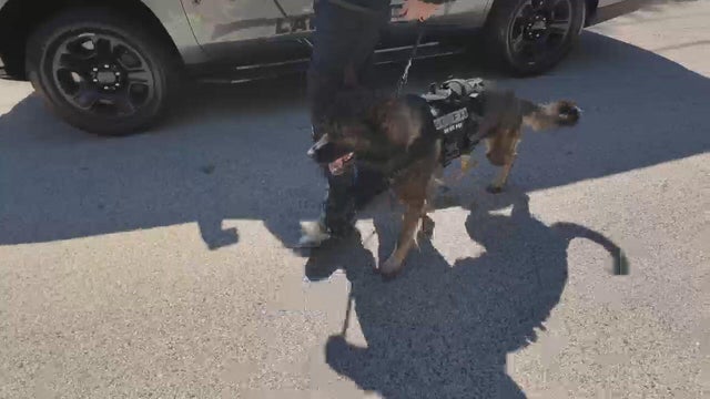 k9-loki.jpg 