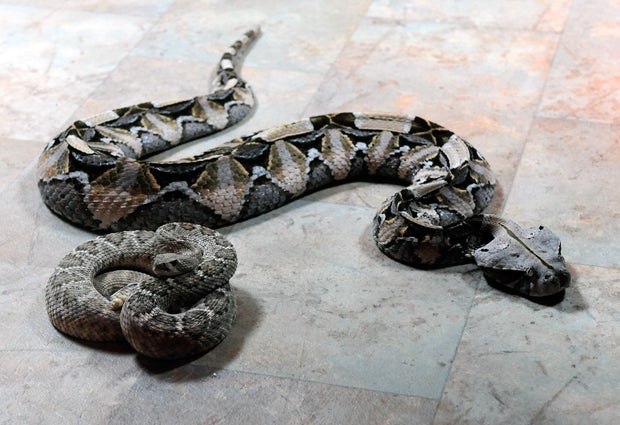 Donald Schultz Spends 10 Days With 100 Snakes Outside O'Sheas Casino