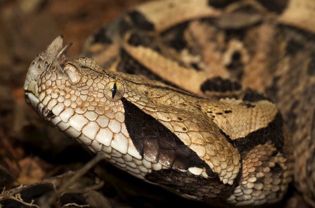 Gaboon viper or Western gaboon viper