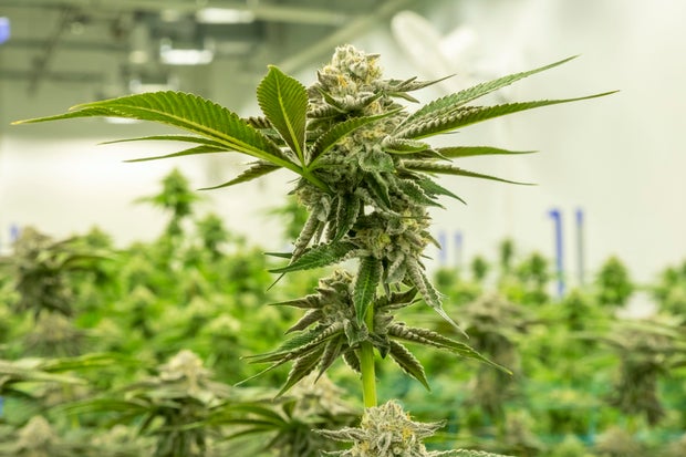 Cannabis Cultivation at Viola Brands