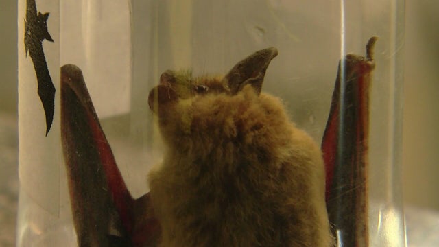 10p-pkg-gq-rabies-in-mn-wccobd68-2.jpg 