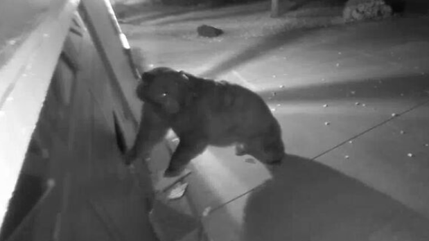 garage-bear-1-still-from-video-credit-kent-labaugh.png 