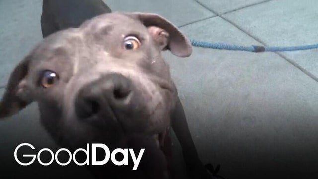 This dog is hoping to find a loving home! | Final Plea