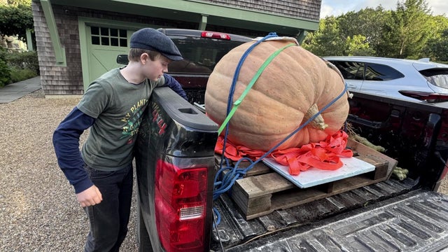 Harold Harris Pumpkin 