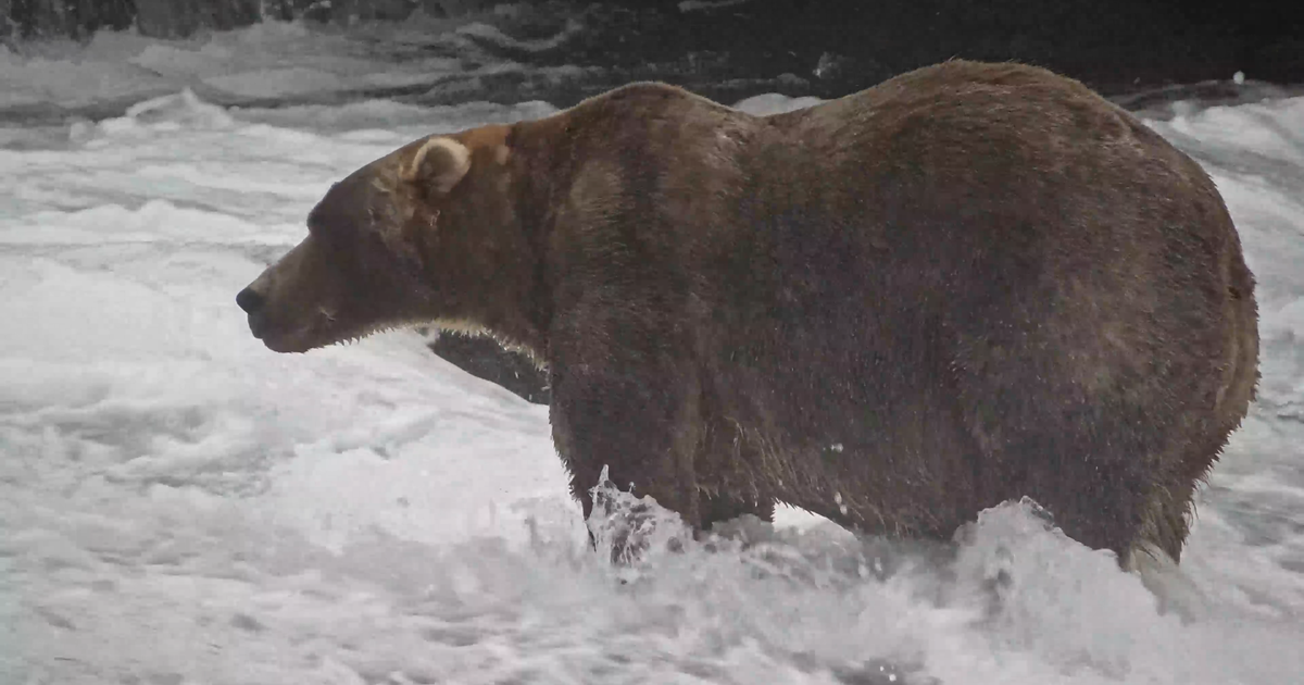 Раница е избрана за победител на Fat Bear Week 2026, побеждавайки друго потомство на бивш шампион