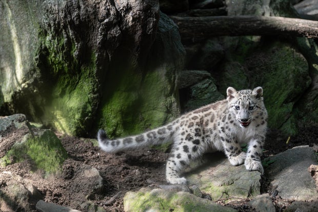 terria-clay-5413-snow-leopard-cub-sarka-him-bz-20260917.jpg