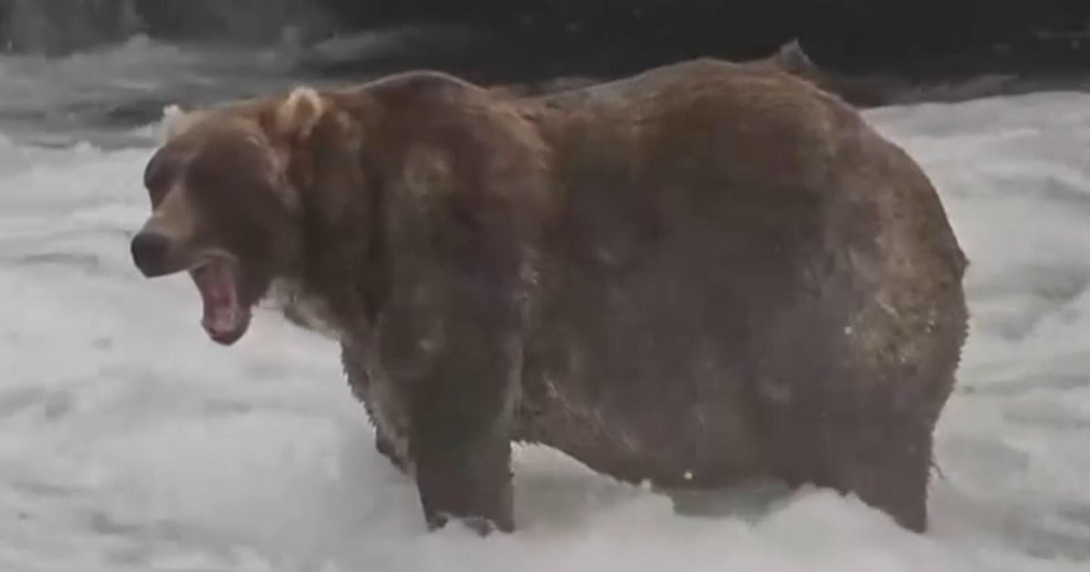 "Backpack" crowned winner of 2026 Fat Bear Week