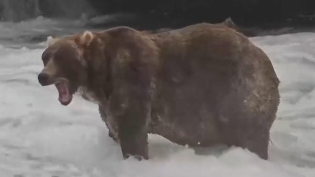 "Backpack" crowned winner of Fat Bear Week