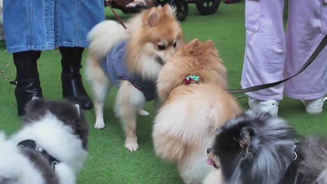 VIP pup arties