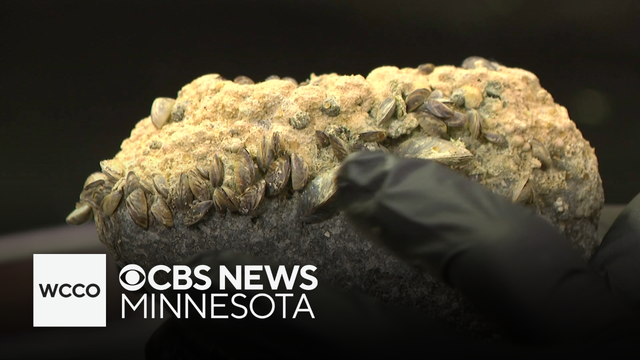 A shocking link between zebra mussels and mercury