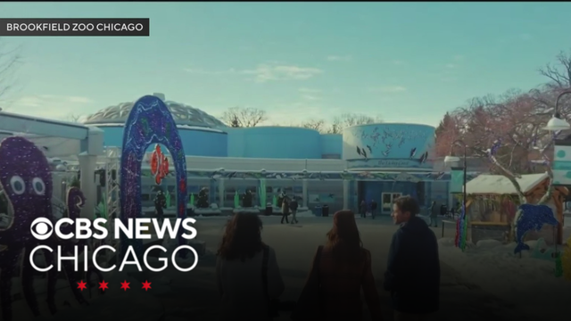 New holiday movie filmed at Brookfield Zoo coming to Tubi